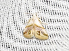 Eublemma cochylioides