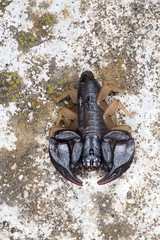 Euscorpius flavicaudis