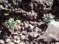 Stylocline intertexta