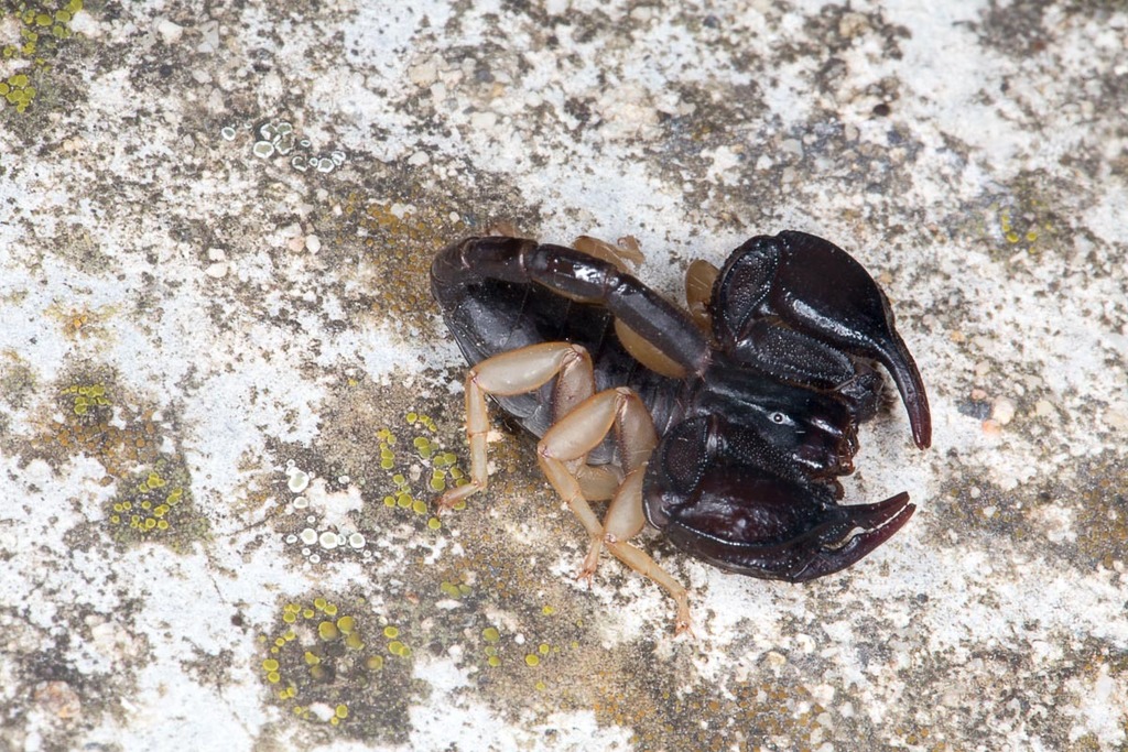 European Yellow-tailed Scorpion