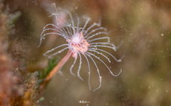 Tubulariidae