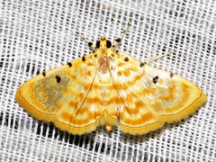 Notarcha quaternalis