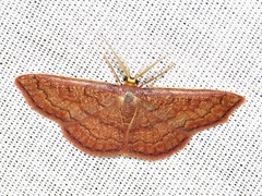 Epicosymbia perstrigulata