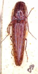 Psiloniscus sticticus