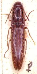 Psiloniscus sticticus