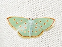 Comostolopsis stillata stillata