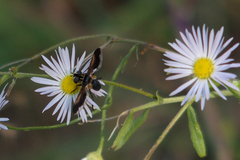 Trichopoda pictipennis