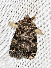 Callopistria latreillei