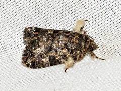 Callopistria latreillei