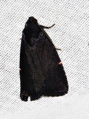 Callyna nigerrima