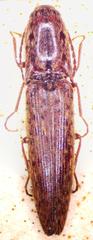 Psiloniscus sticticus