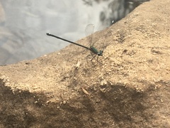 Miniargiolestes minimus