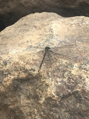 Miniargiolestes minimus