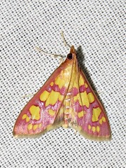 Stenochora lancinalis