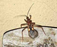 Zelurus fulvomaculatus