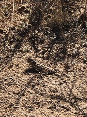 Phrynosoma blainvillii