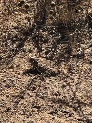 Phrynosoma blainvillii