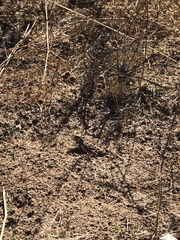 Phrynosoma blainvillii