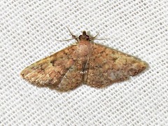 Cerynea thermesialis