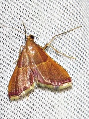 Endotricha erythralis