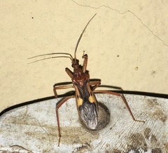 Zelurus fulvomaculatus