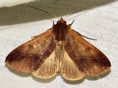 Hypanua xylina