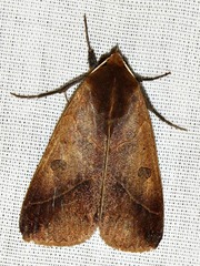 Hypanua xylina