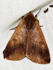 Hypanua xylina