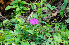 Ipomoea dumosa