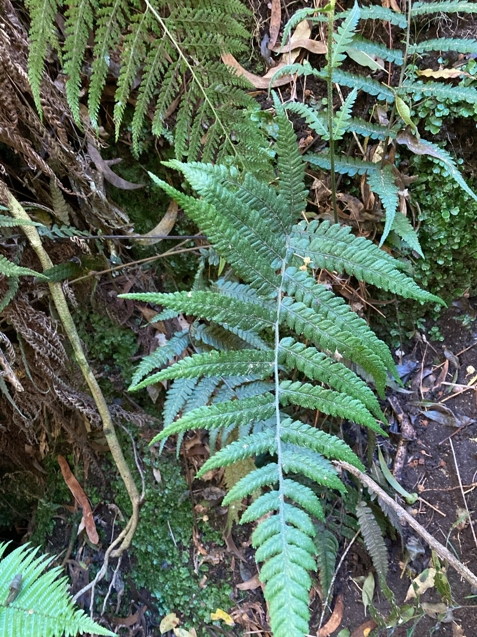 Diplazium arnottii