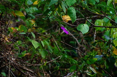 Ipomoea dumosa