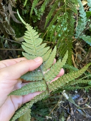 Diplazium arnottii