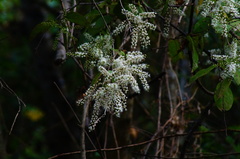 Combretum rovirosae