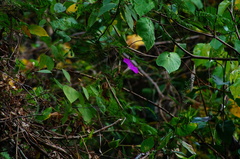 Ipomoea dumosa
