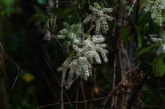 Combretum rovirosae