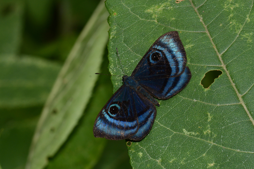 Mesosemia metuana