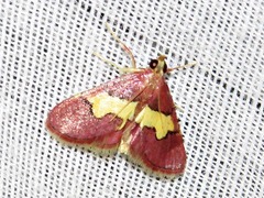 Bostra xanthorhodalis