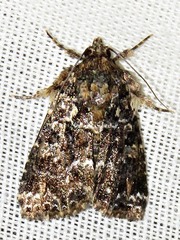 Callopistria latreillei