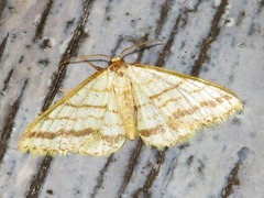 Heterostegane rectistriga