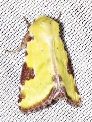Heliothis flavirufa