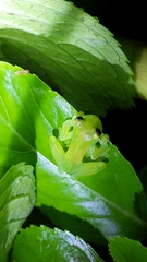 Espadarana prosoblepon