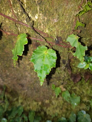 Gobenia