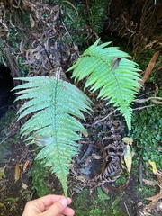 Dryopteris fuscoatra
