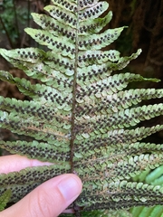 Dryopteris fuscoatra