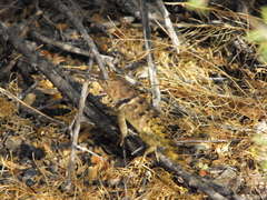 Sceloporus uniformis