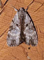 Catocala andromedae