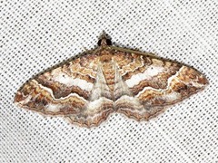 Mimoclystia explanata