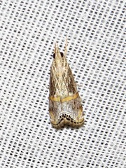 Euchromius nigrobasalis