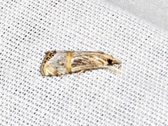 Euchromius nigrobasalis