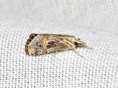 Euchromius nigrobasalis